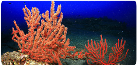 Buceo en los fondos volcánicos de La Palma